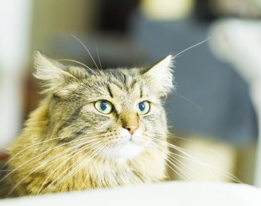 kahverengi yavru kedi, güzel Sibirya doğurmak tip