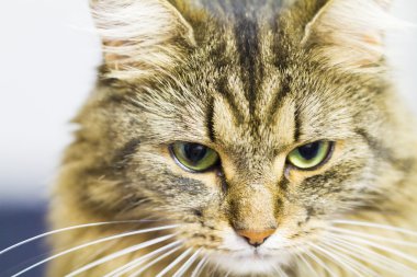 kahverengi yavru kedi, güzel Sibirya doğurmak tip