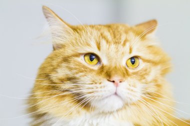 Kırmızı kedi, uzun saçlı Sibirya doğurmak