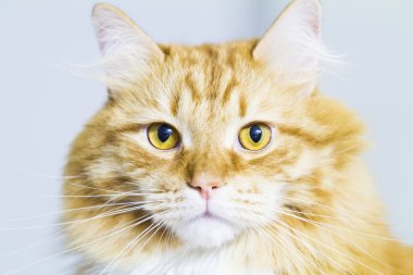 Kırmızı kedi, uzun saçlı Sibirya doğurmak