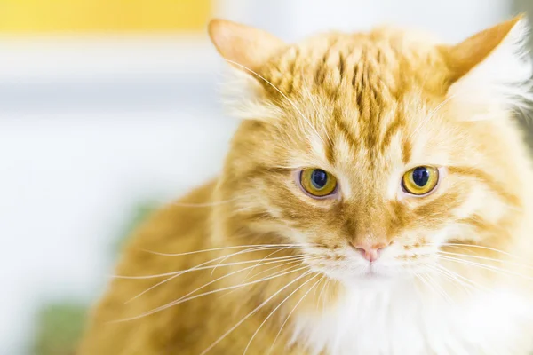 Rode kat, langharige Siberische ras — Stockfoto