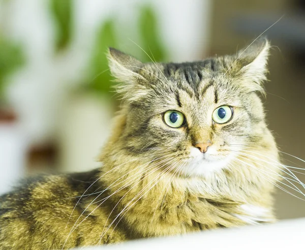 Коричневый котенок, красивый вид сибирской породы — стоковое фото