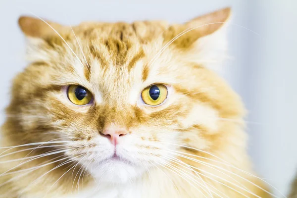 Red cat, long haired siberian breed — Stock Photo, Image