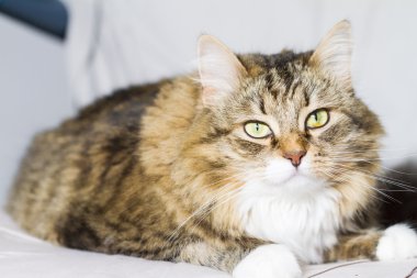 kahverengi kedi, Yetişkin Sibirya doğurmak