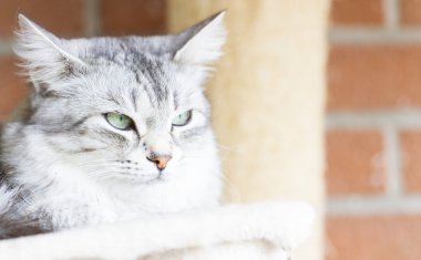 Gri kedi, Sibirya doğurmak gümüş sürüm