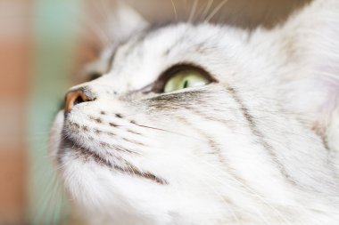 Gri kedi, Sibirya doğurmak gümüş sürüm