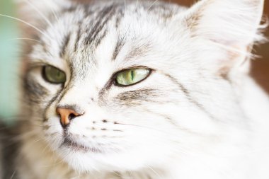 Gri kedi, Sibirya doğurmak gümüş sürüm