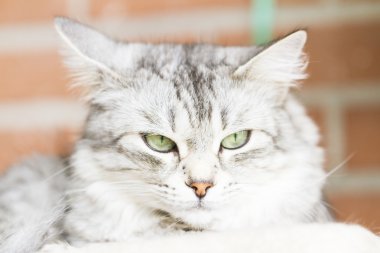 Gri kedi, Sibirya doğurmak gümüş sürüm