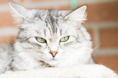 Gri kedi, Sibirya doğurmak gümüş sürüm