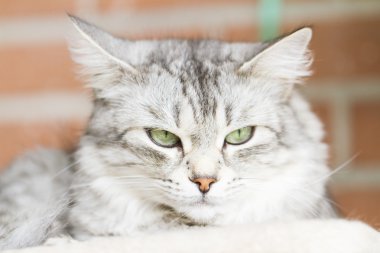 Gri kedi, Sibirya doğurmak gümüş sürüm