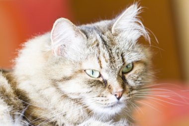 Masada, Sibirya doğurmak dişi kedi