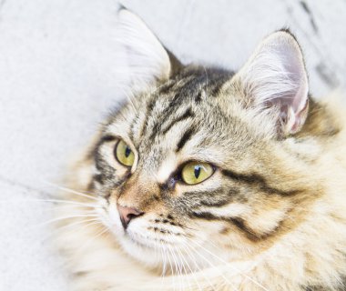 kahverengi erkek siberian kedi, yavru kedi, on ay