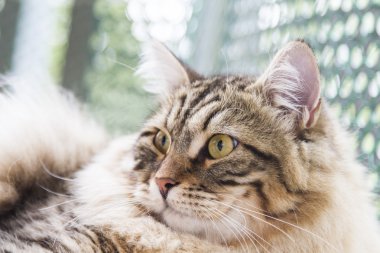 kahverengi erkek siberian kedi, yavru kedi, on ay