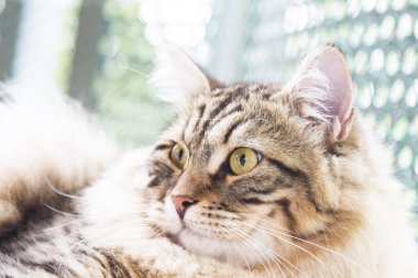 kahverengi erkek siberian kedi, yavru kedi, on ay