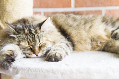 kahverengi tortie tekir uskumru dişi Sibirya CA