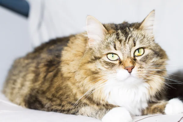 Коричневая кошка, взрослая сибирская порода — стоковое фото