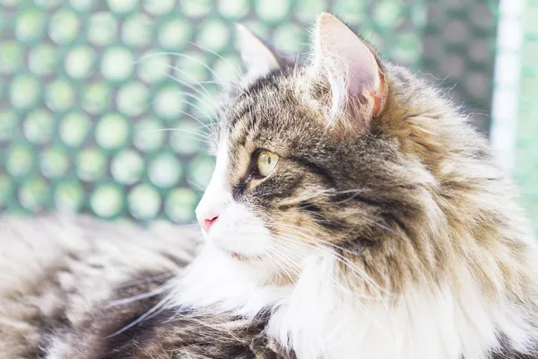 Kahverengi erkek kedi, Sibirya doğurmak — Stok fotoğraf