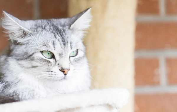 Grå katt, sibiriska rasen silver version — Stockfoto