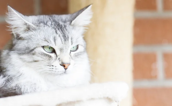 Grey cat, siberian breed silver version — Stock Photo, Image