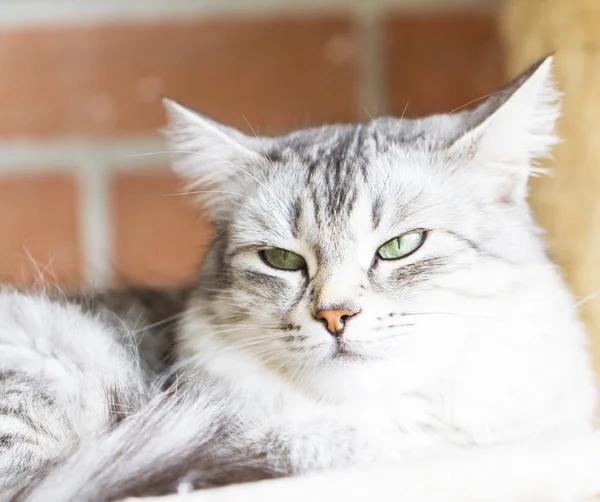 Gri kedi, Sibirya doğurmak gümüş sürüm — Stok fotoğraf