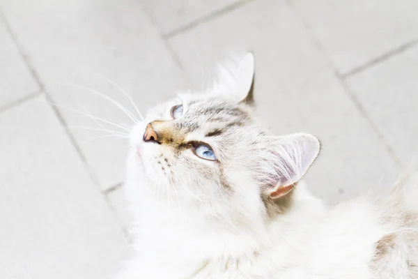 Weiße Katze sibirischer Rasse, Hündin — Stockfoto
