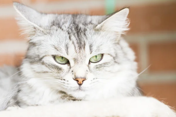 灰色の猫、シベリア品種銀バージョン — ストック写真