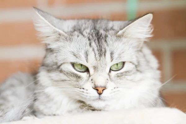 Grå katt, sibiriska rasen silver version — Stockfoto
