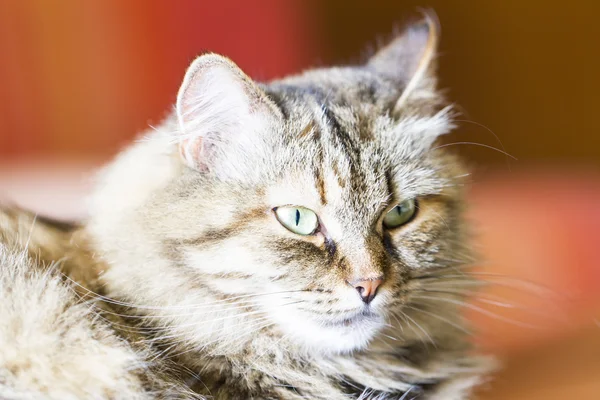 Gato hembra en la mesa, raza siberiana —  Fotos de Stock