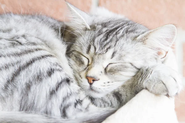 Сірий кіт, сибірська порода срібна версія — стокове фото