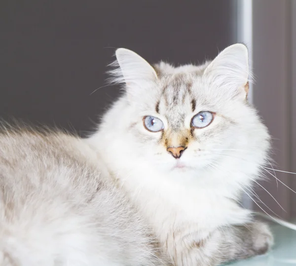 Gatto bianco di razza siberiana, femmina — Foto Stock