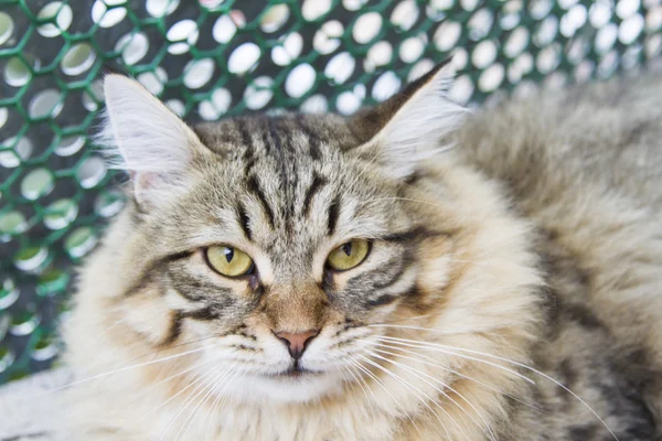 Brown male of siberian cat, kitten at ten months — Stock Photo, Image