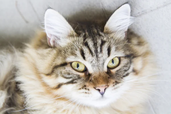 Maschio marrone di gatto siberiano, gattino a dieci mesi — Foto Stock
