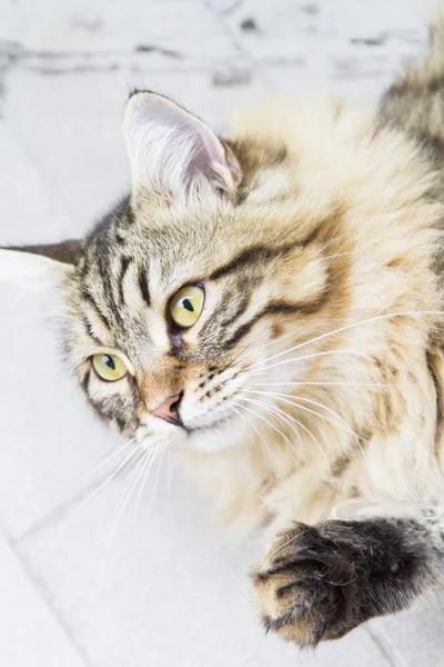 Macho marrón de gato siberiano, gatito a los diez meses —  Fotos de Stock