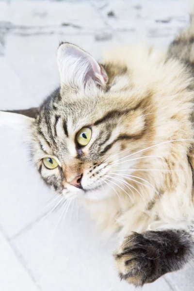 Коричневый самец сибирской кошки, котенок в десять месяцев — стоковое фото