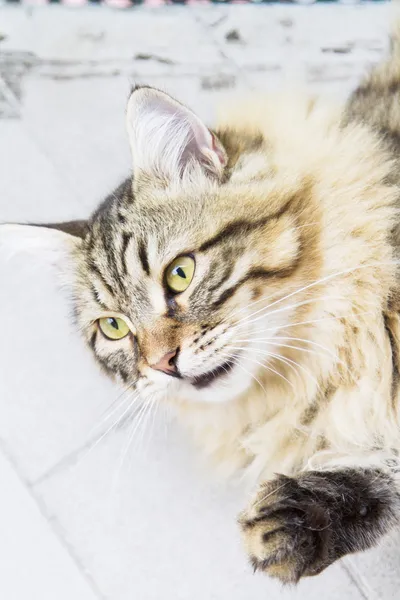 Bruin man van Siberische kat kitten op tien maanden — Stockfoto