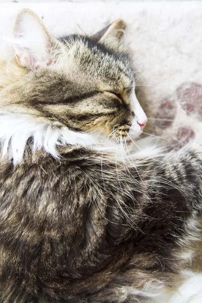 Bruin mannelijke kat, Siberische ras — Stockfoto