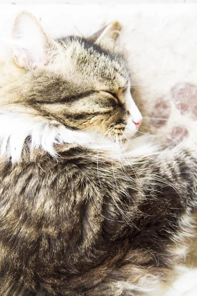 Bruin mannelijke kat, Siberische ras — Stockfoto