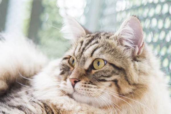 Bruin man van Siberische kat kitten op tien maanden — Stockfoto