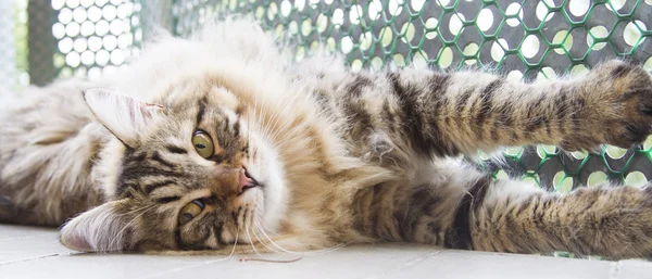 kahverengi erkek siberian kedi, yavru kedi, on ay