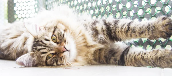 Bruin man van Siberische kat kitten op tien maanden — Stockfoto