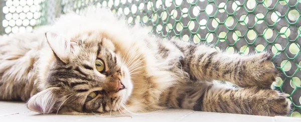 Macho marrón de gato siberiano, gatito a los diez meses —  Fotos de Stock