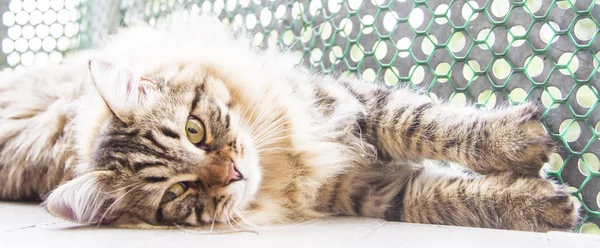 Bruin man van Siberische kat kitten op tien maanden — Stockfoto