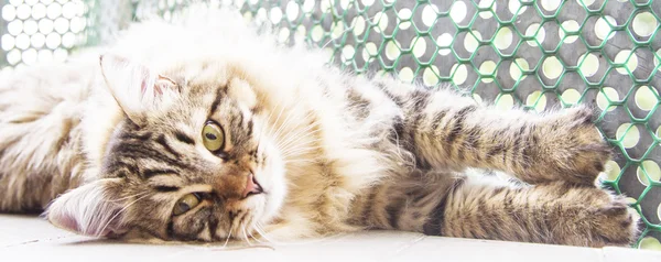 Mâle brun de chat sibérien, chaton à dix mois — Photo