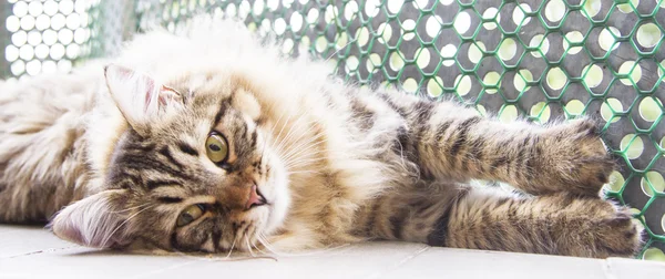 Maschio marrone di gatto siberiano, gattino a dieci mesi — Foto Stock