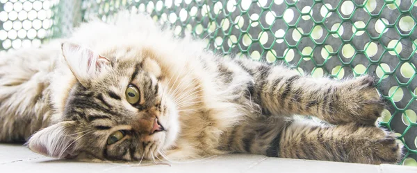 Mâle brun de chat sibérien, chaton à dix mois — Photo