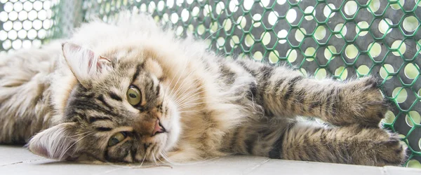 Mâle brun de chat sibérien, chaton à dix mois — Photo