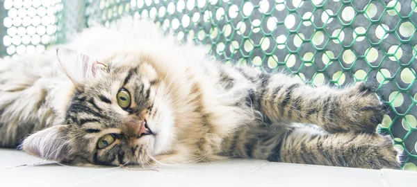 Brauner Rüde von sibirischer Katze, Jungtier im Alter von zehn Monaten — Stockfoto