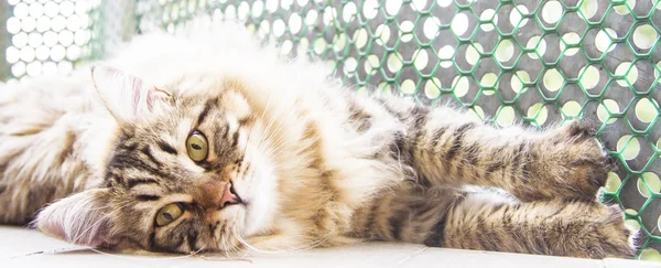 Macho marrón de gato siberiano, gatito a los diez meses —  Fotos de Stock