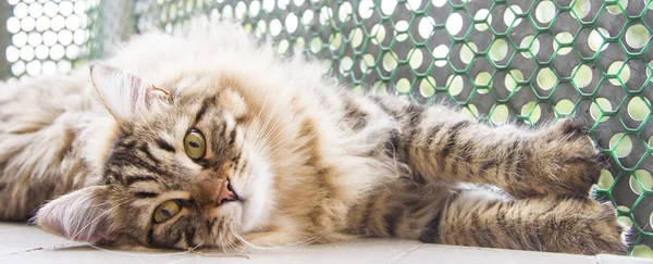 Mâle brun de chat sibérien, chaton à dix mois — Photo