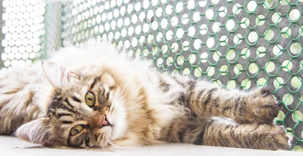 Brauner Rüde von sibirischer Katze, Jungtier im Alter von zehn Monaten — Stockfoto